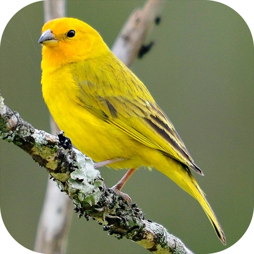 Canto De Los Canarios Aplicaciones En Google Play