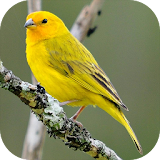 Song of Canaries icon
