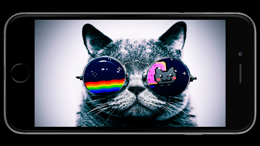 Cool Cat Wallpaper