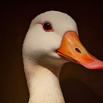 Duck Wallpapers Rare HD - 4K