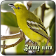 Suara Burung Sirtu Pikat MP3 Offline Download on Windows