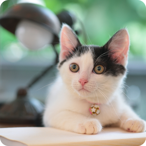 AppLock Theme Cat logo