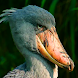 Shoebill Wallpapers - Androidアプリ