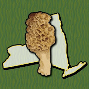New York Mushroom Forager Map Chanterelles Edibles