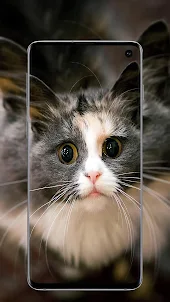Cute Cats wallpapers