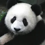 Panda Wallpapers icon