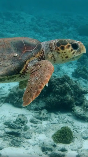 Android application turtle video wallpaper screenshort