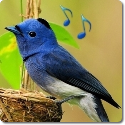 Bird Sounds & Ringtones logo