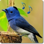 Cover Image of Download Bird Sounds & Ringtones 1.11 APK