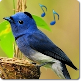 Bird Sounds & Ringtones icon