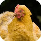 Chicken Sound Animal Sound icon