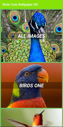 Birds Cute Wallpaper HD