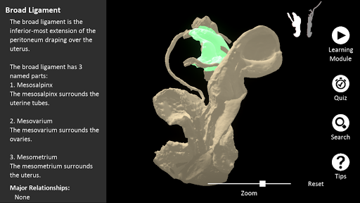 Digital Cadaver Library: Digit Screen 2