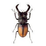 Beetle simulator icon