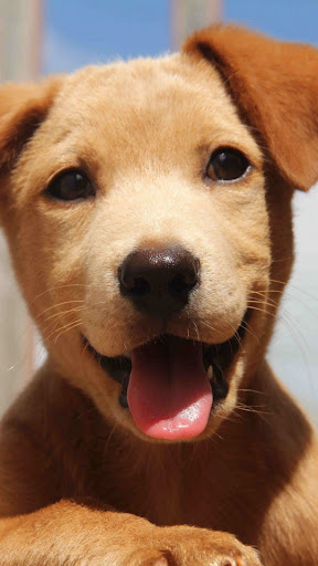 Dog -Wallpapers Screen 3