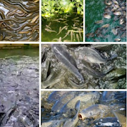 Guide to Freshwater Fish Cultivation