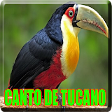 O Canto do Tucano (Ramphastos toco) icon