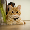 Kitten Wallpaper & Cute Cat HD icon