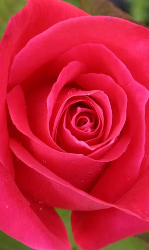 Download 3D Love Rose Live Wallpaper Free for Android - 3D Love Rose Live  Wallpaper APK Download 