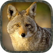 Coyote Hunting Calls  Icon