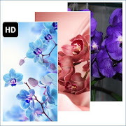 Orchid Flower Wallpaper