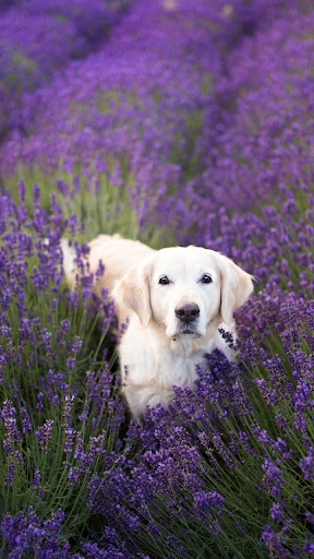 Golden Retriever Dog Wallpaper Screenshot