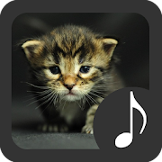 Top 20 Entertainment Apps Like Kitten Sounds - Best Alternatives