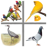 Kids Memory Game Birds icon