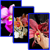 Orchid Live Wallpaper icon