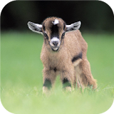 Cute goats. Live wallpapers icon