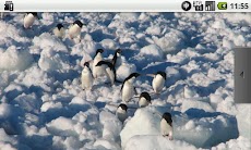 ペンギンがいっぱい！のおすすめ画像4