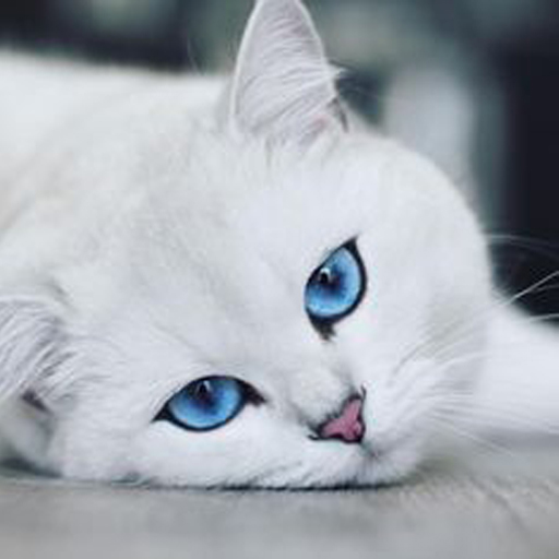 Cute Cat Wallpaper logo