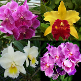 Orchid Memory Game icon
