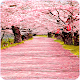 Cherry blossoms Wallpapers تنزيل على نظام Windows
