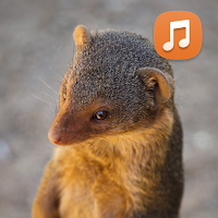 Mongoose Sounds App HD