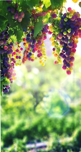 Grape Wallpaper HD