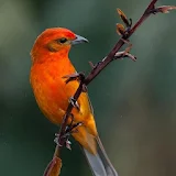 Scarlet Tanager wallpapers HD icon