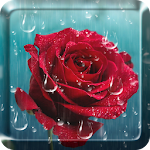 Cover Image of Download Rose Raindrop Live Wallpaper  APK