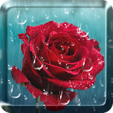 Rose Raindrop Live Wallpaper icon