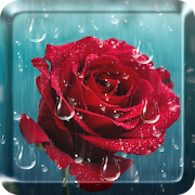 Rose Raindrop Live Wallpaper