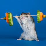 Funny Hamsters Wallpaper icon
