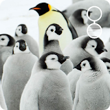 cute penguin live wallpaper icon