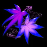3D Purple leaves icon