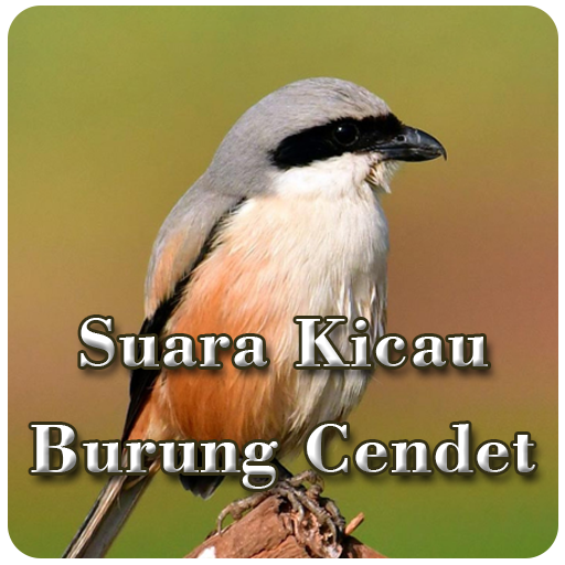 Suara Kicau Burung Cendet logo