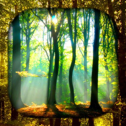 Forest Live Wallpaper خلفية الغابات التطبيقات على Google Play