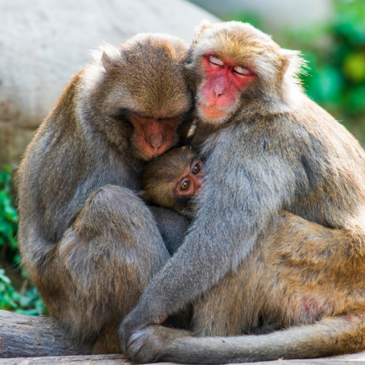 Android application Monkey Sounds screenshort