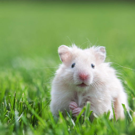 Wallpapers Hamsters logo