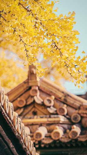 Autumn Leaves Wallpaper ekran görüntüsü