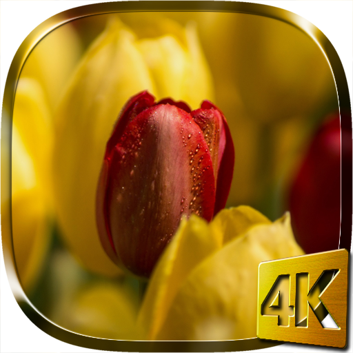 Tulips 4K Live Wallpaper  Icon