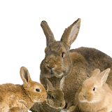 Rabbits Themes icon